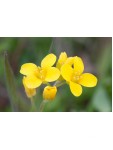 Baltās sinepes ‘BRACO’ Baltās sinepes ‘BRACO’