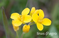 Baltās sinepes ‘BRACO’ Baltās sinepes ‘BRACO’