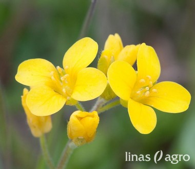 Baltās sinepes ‘BRACO’ Baltās sinepes ‘BRACO’