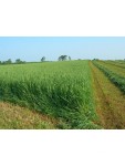 Cutmax Clover Protein Cutmax Clover Protein