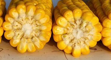 2025.gada sezonas ietekme uz kukurūzas ražu un kvalitāti