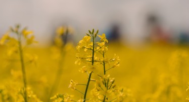 AB “Linas Agro Group” dibina jaunu uzņēmumu Latvijā un sāk būvniecības darbus sēklu rūpnīcai Iecavā.