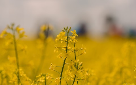 AB “Linas Agro Group” dibina jaunu uzņēmumu Latvijā un sāk būvniecības darbus sēklu rūpnīcai Iecavā.