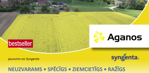 AGANOS - ziemas rapša hibrīds - jaunums no Syngenta! AGANOS - ziemas rapša hibrīds - jaunums no Syngenta!
