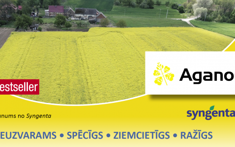 AGANOS - ziemas rapša hibrīds - jaunums no Syngenta!