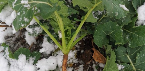 Agrotehniskie pasākumi slāpekļa deficīta kompensēšanai Agrotehniskie pasākumi slāpekļa deficīta kompensēšanai