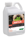 AMYLIS AMYLIS