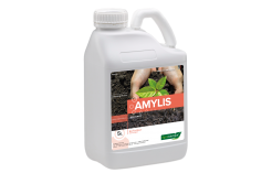 AMYLIS