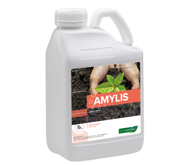 AMYLIS