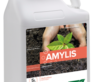 AMYLIS
