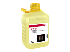 Caryx