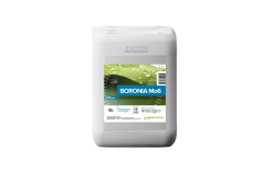 Boronia Mo 6