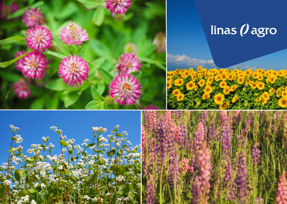 Ekoshēmas atbalsts par ekoloģiski nozīmīgu platību   - Linas Agro piedāvājums