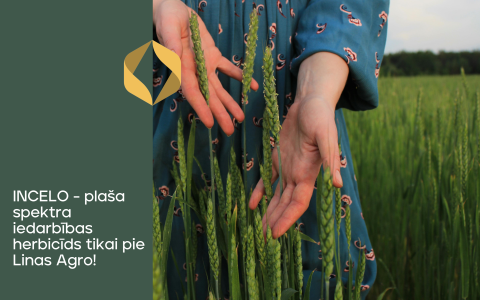 Ekskluzīvi no Bayer - herbicīds INCELO - tikai pie Linas Agro!