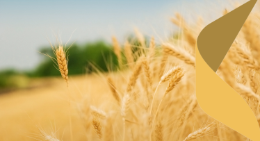 Graudu cenu fiksēšana: stratēģisks instruments Latvijas saimniecību stabilitātei un izaugsmei