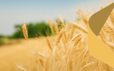 Graudu cenu fiksēšana: stratēģisks instruments Latvijas saimniecību stabilitātei un izaugsmei