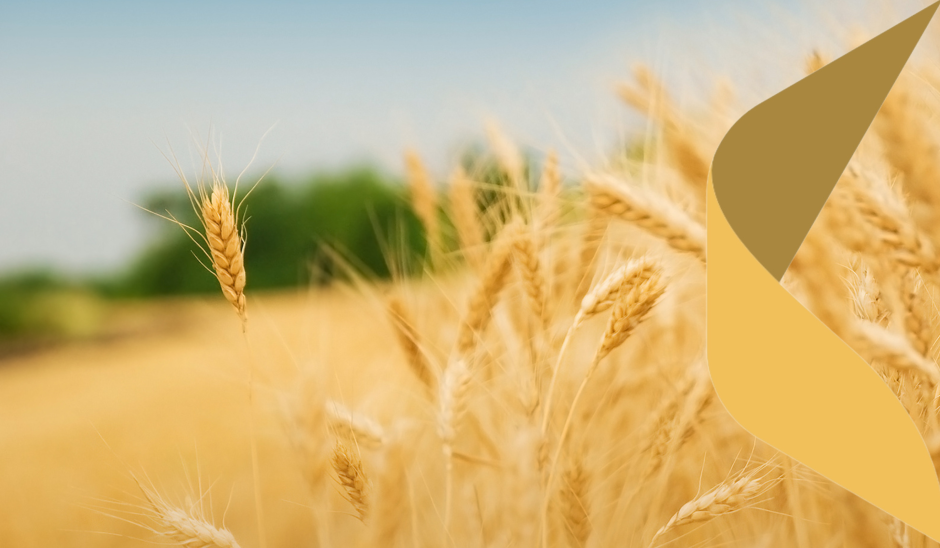 Graudu cenu fiksēšana: stratēģisks instruments Latvijas saimniecību stabilitātei un izaugsmei