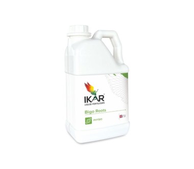 IKAR Bigo Roots