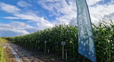 Linas Agro kukurūzas izmēģinājumi MPS “Vecauce”