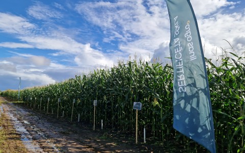 Linas Agro kukurūzas izmēģinājumi MPS “Vecauce”