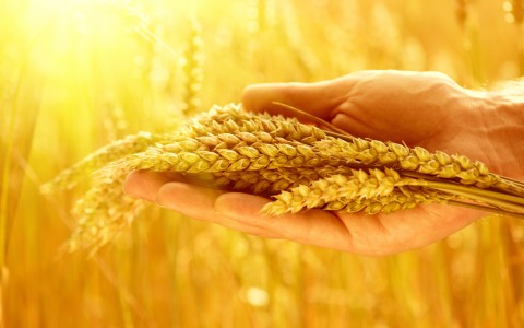 Linas Agro OÜ paneb viljaga kauplemise Eestis pausile Linas Agro OÜ paneb viljaga kauplemise Eestis pausile
