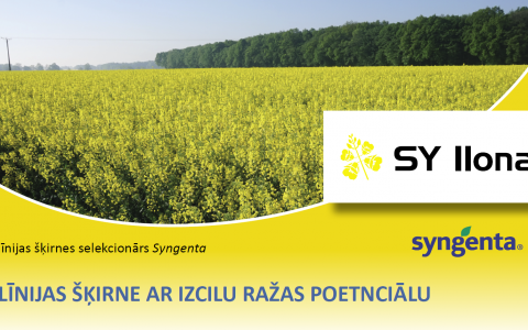 SIA "Linas Agro" piedāvājumā ziemas rapšu līnijšķirne SY Ilona!