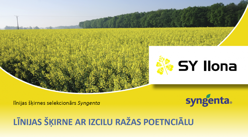 SIA "Linas Agro" piedāvājumā ziemas rapšu līnijšķirne SY Ilona!