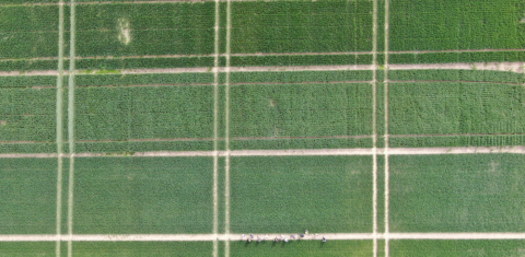 Linas Agro ziemāju izmēģinājumi 2021/2022 gada sezonā Linas Agro ziemāju izmēģinājumi 2021/2022 gada sezonā