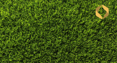 Pagalma atjaunošana: ar ko sākt, audzējot zālienu