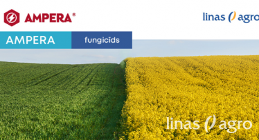 Pēdējā iespēja iegādāties - fungicīds AMPERA