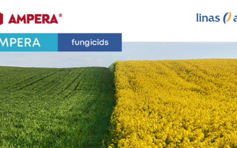 Pēdējā iespēja iegādāties - fungicīds AMPERA