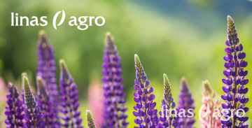 SIA "Linas Agro" zālāju sēklu un maisījumu izmēģinājumi SIA "Linas Agro" zālāju sēklu un maisījumu izmēģinājumi