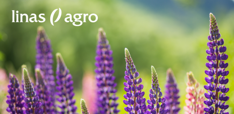 SIA "Linas Agro" zālāju sēklu un maisījumu izmēģinājumi SIA "Linas Agro" zālāju sēklu un maisījumu izmēģinājumi