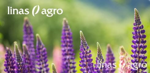 SIA "Linas Agro" zālāju sēklu un maisījumu izmēģinājumi SIA "Linas Agro" zālāju sēklu un maisījumu izmēģinājumi