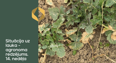 Situācija uz lauka - agronoma redzējums. 14.nedēļa