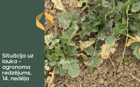 Situācija uz lauka - agronoma redzējums. 14.nedēļa
