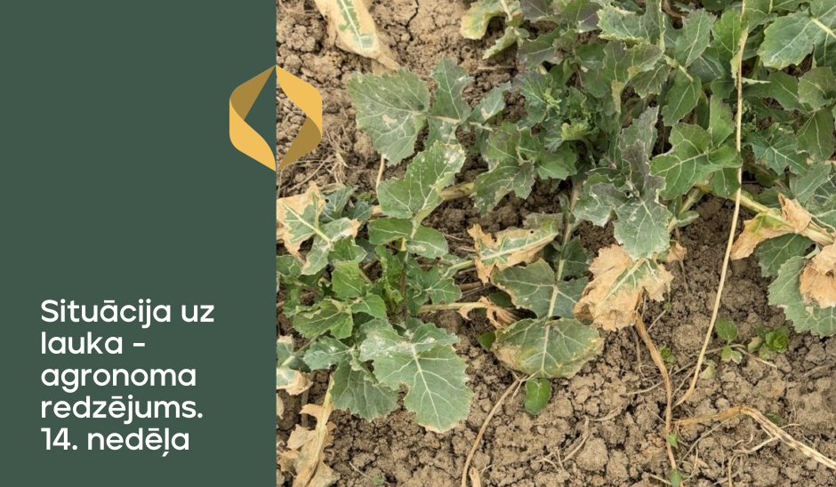 Situācija uz lauka - agronoma redzējums. 14.nedēļa
