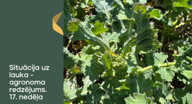 Situācija uz lauka - agronoma redzējums. 17.nedēļa