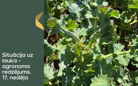 Situācija uz lauka - agronoma redzējums. 17.nedēļa