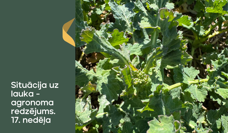 Situācija uz lauka - agronoma redzējums. 17.nedēļa