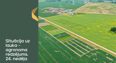 Situācija uz lauka - agronoma redzējums. 24.nedēļa