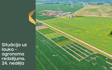 Situācija uz lauka - agronoma redzējums. 24.nedēļa