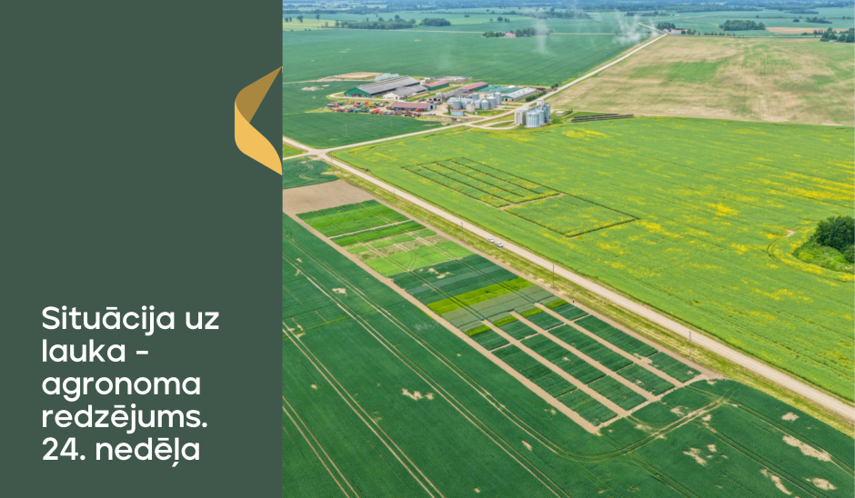 Situācija uz lauka - agronoma redzējums. 24.nedēļa