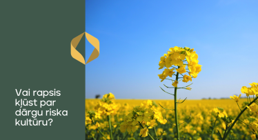 Vai rapsis kļūst par dārgu riska kultūru?