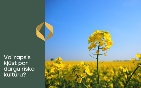 Vai rapsis kļūst par dārgu riska kultūru?