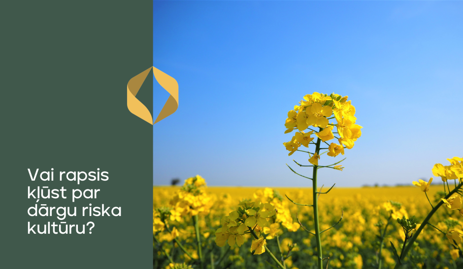 Vai rapsis kļūst par dārgu riska kultūru?
