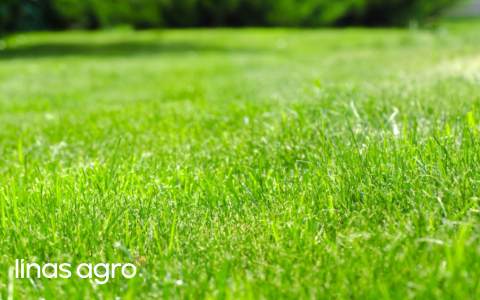 Vai vēlaties skaistu mauriņu pavasarī? Mēslojiet to rudenī!