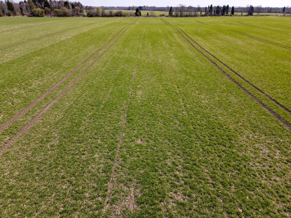 Viljainfo 22.nädal Viljainfo 22.nädal