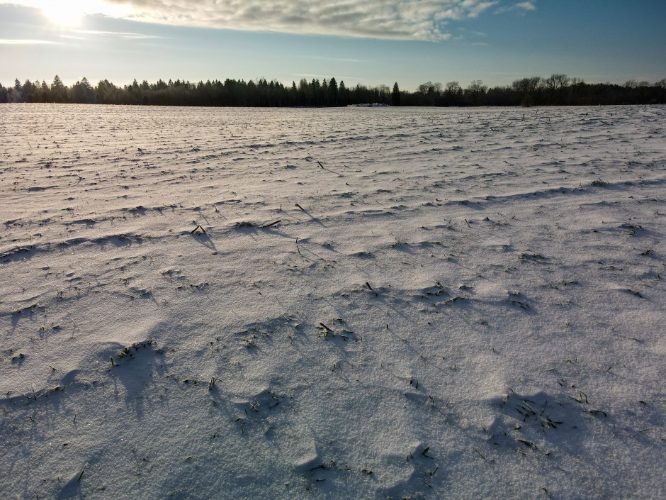 Viljainfo 47.nädal Viljainfo 47.nädal
