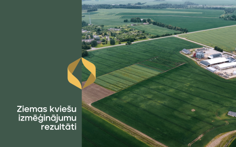 Ziemas kviešu izmēģinājumi: slimību izplatība, raža un kvalitāte 2025. gada sezonā